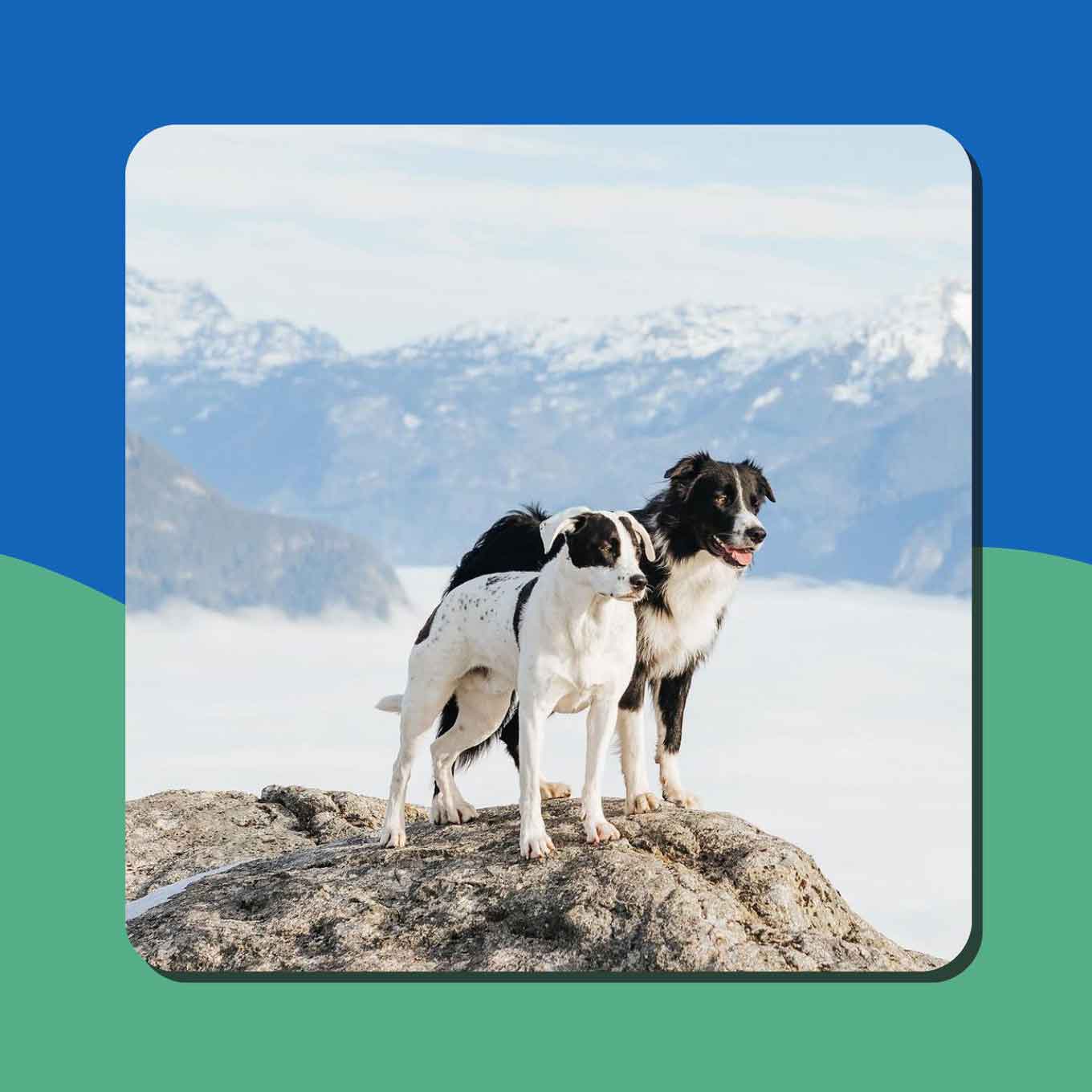 Two black and white dogs stand on a rock with a snowy mountain in the background