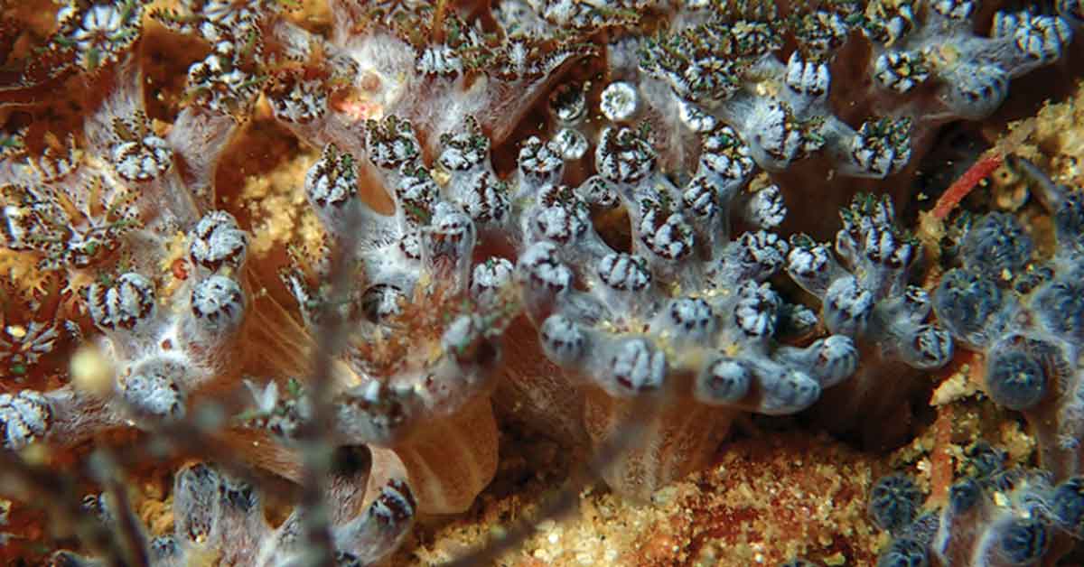 Scientists Take a Plunge, Discover New 'Crown of Light' Coral Species