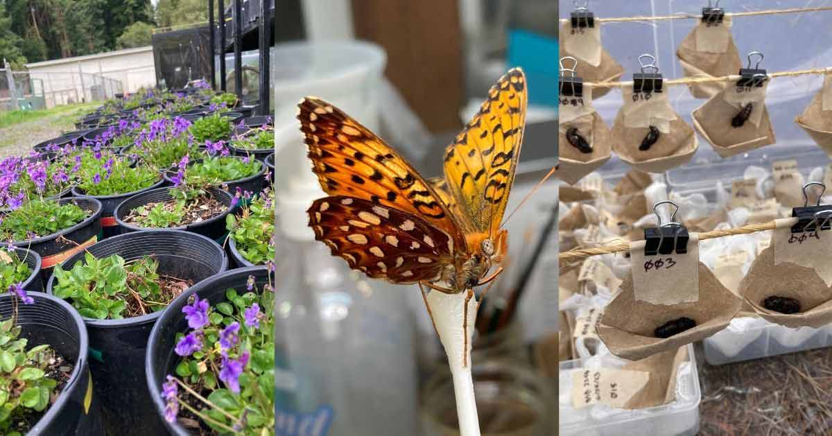 A flutter of endangered butterflies will be released along California
