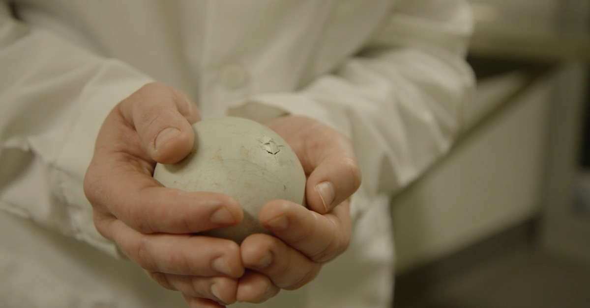 In a milestone for critically endangered species, a baby California