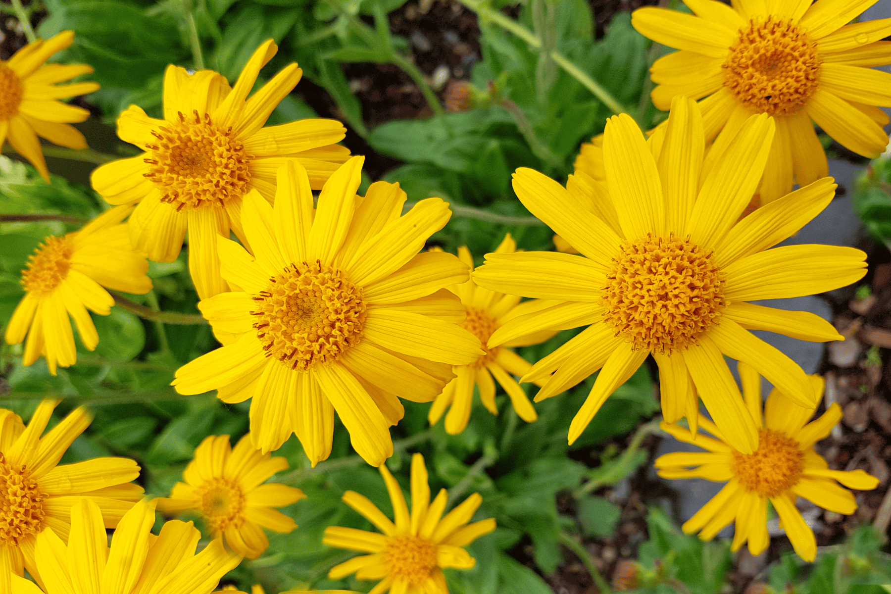 Can You Use Arnica While Pregnant What Is Arnica and How Do You Use It?
