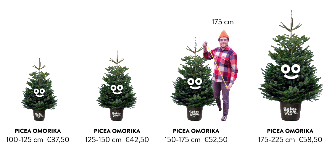 Alle bomen met een maat indicatie