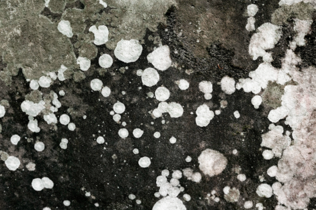 White mold on concrete