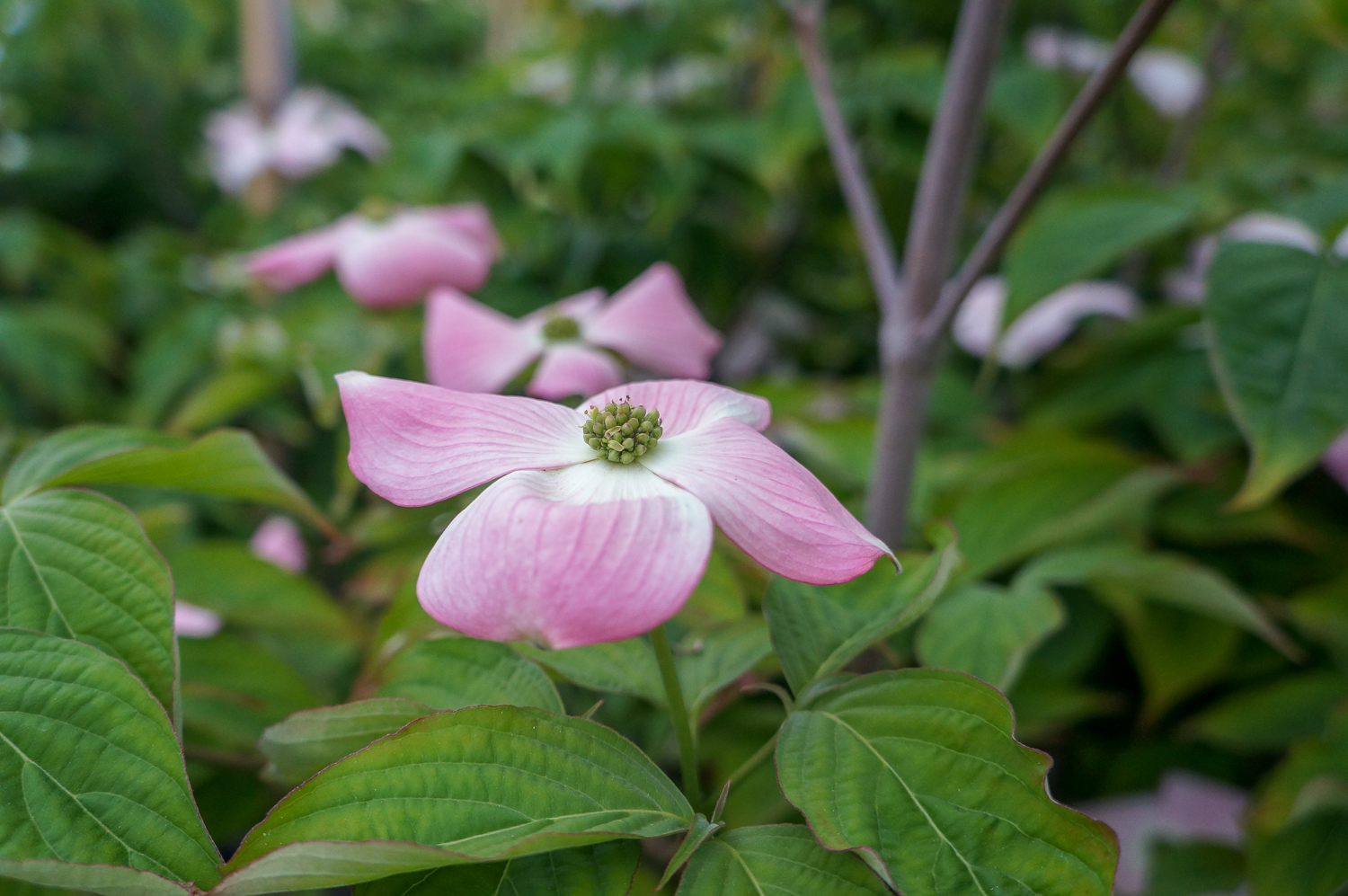 Highlighting Three Exceptional Dogwood Trees