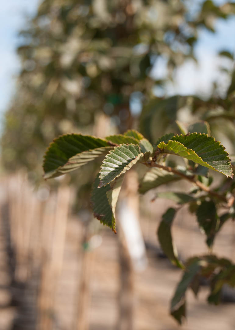 Accolade™ Elm Tree | Garden Gate Nursery
