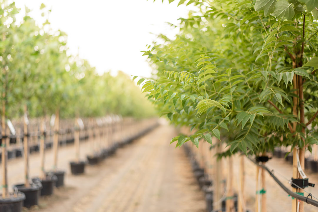 The Shade is Always Better Under the Eye Stopper™ Cork Tree Garden