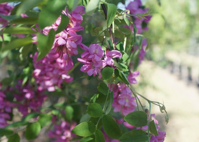 Purple Robe Locust Tree Garden Gate Nursery