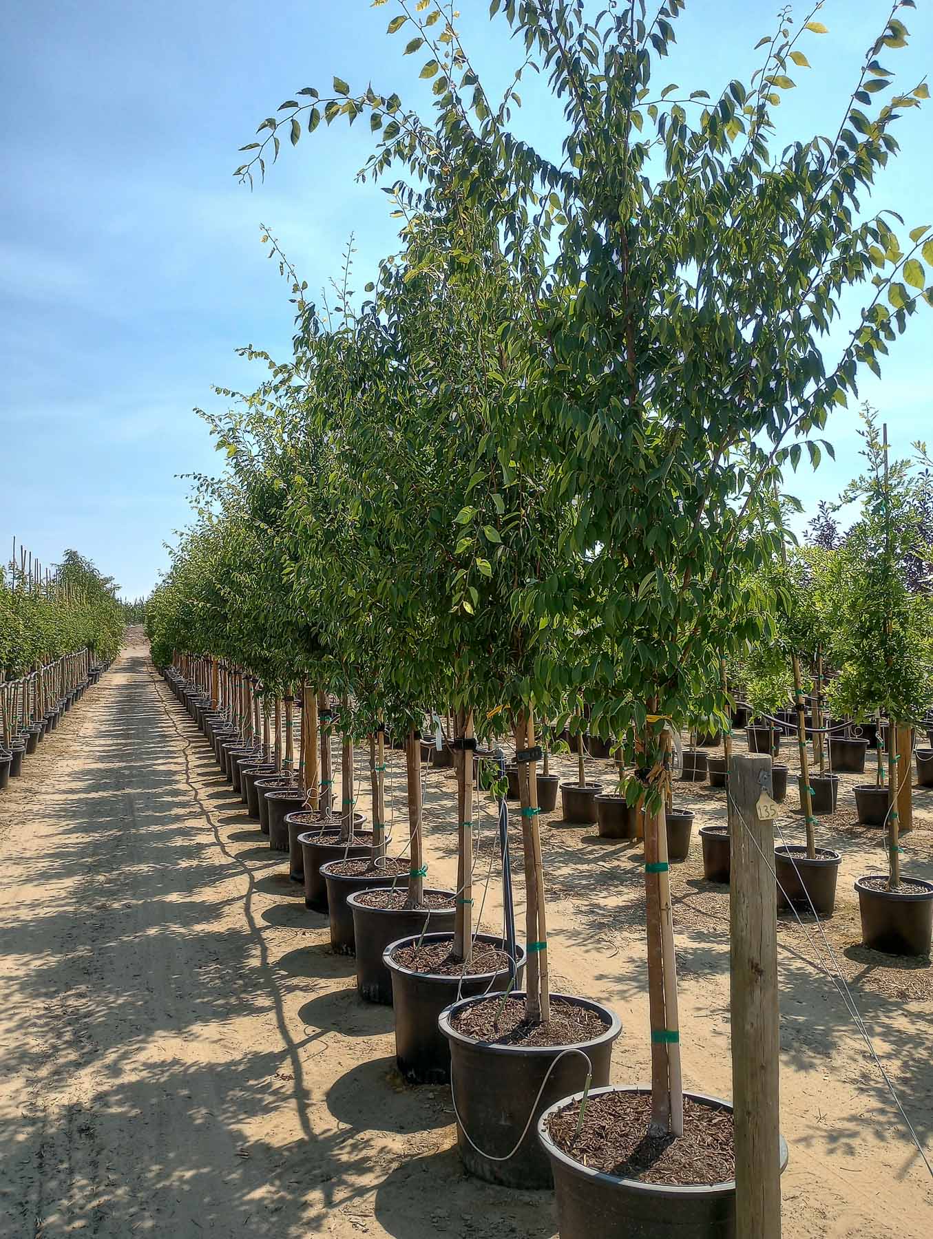 Musashino Columnar Zelkova Tree | Garden Gate Nursery
