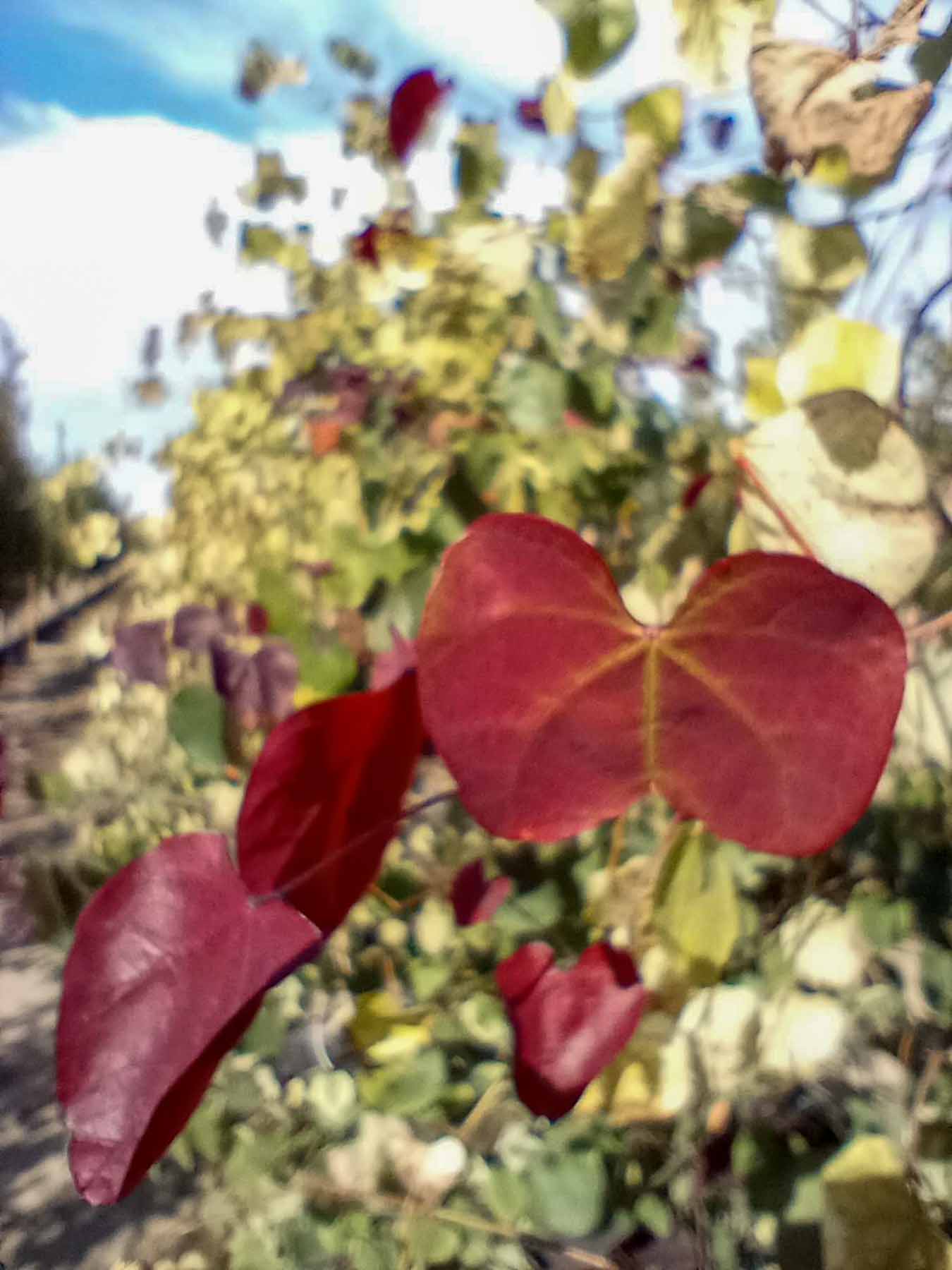 Carolina Sweetheart® Redbud Garden Gate Nursery
