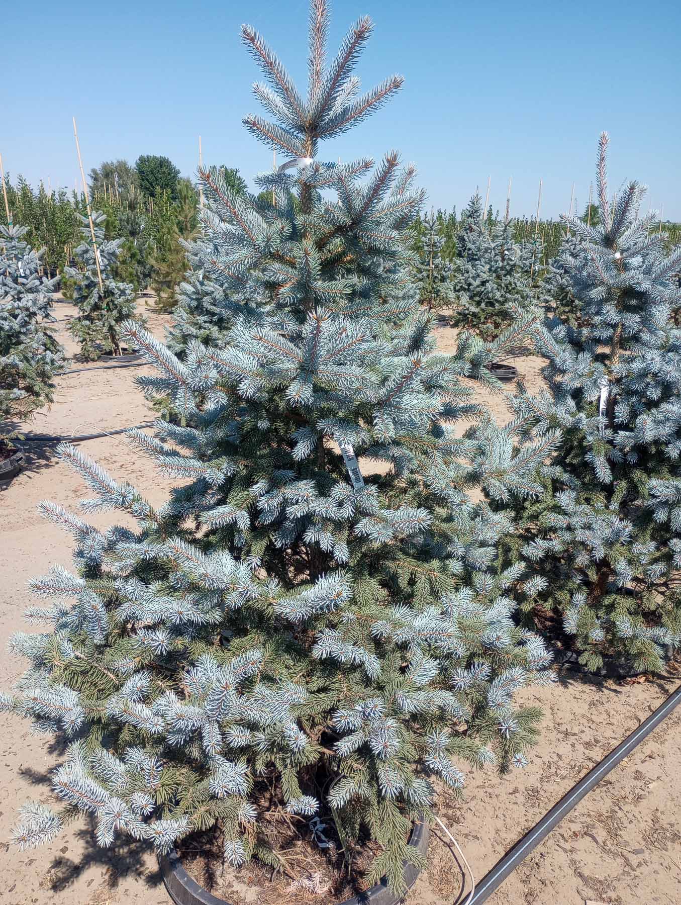 Hoopsii Colorado Spruce | Garden Gate Nursery