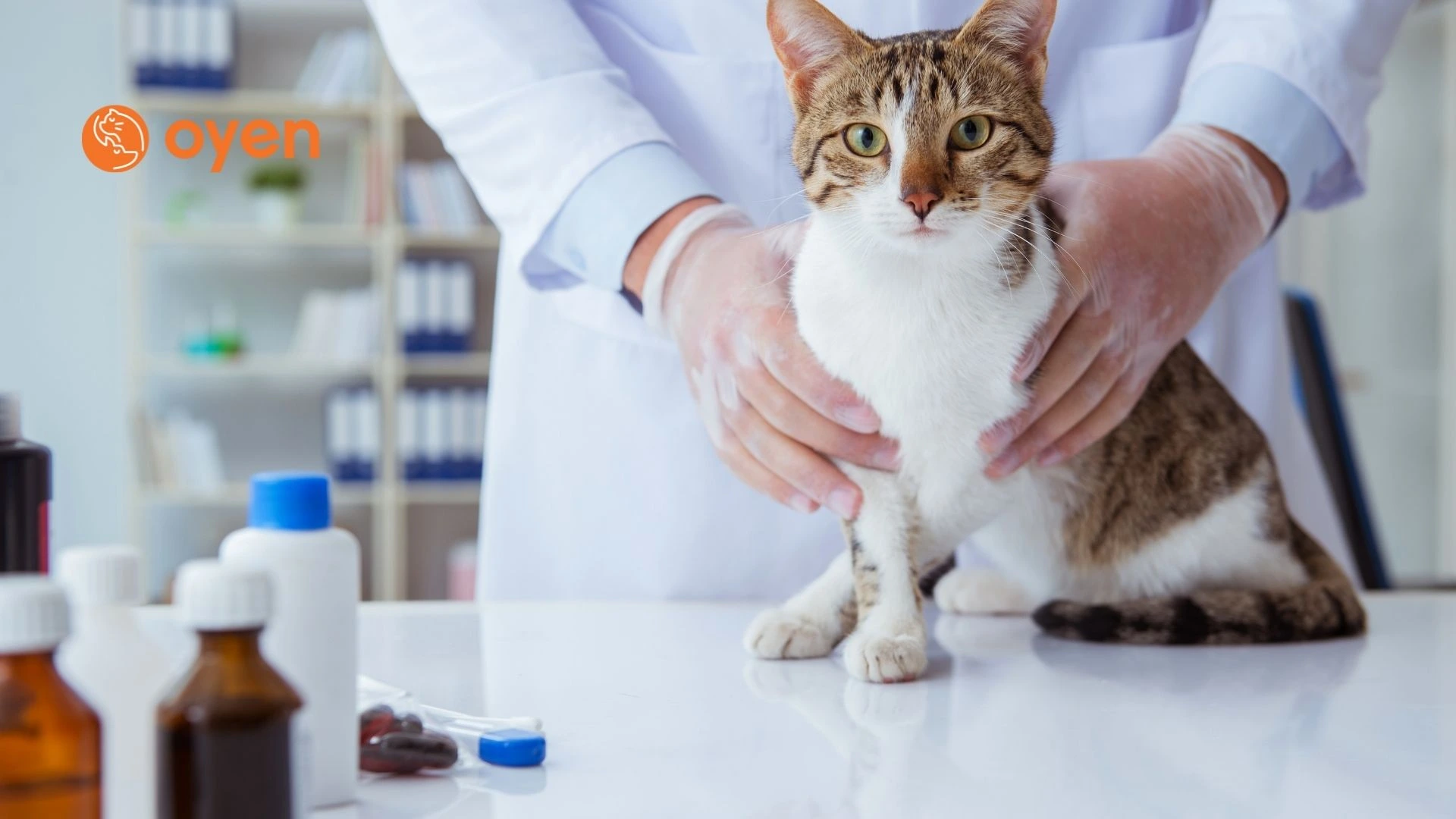 2023 Guide 10 Best Vet Clinics in Ipoh
