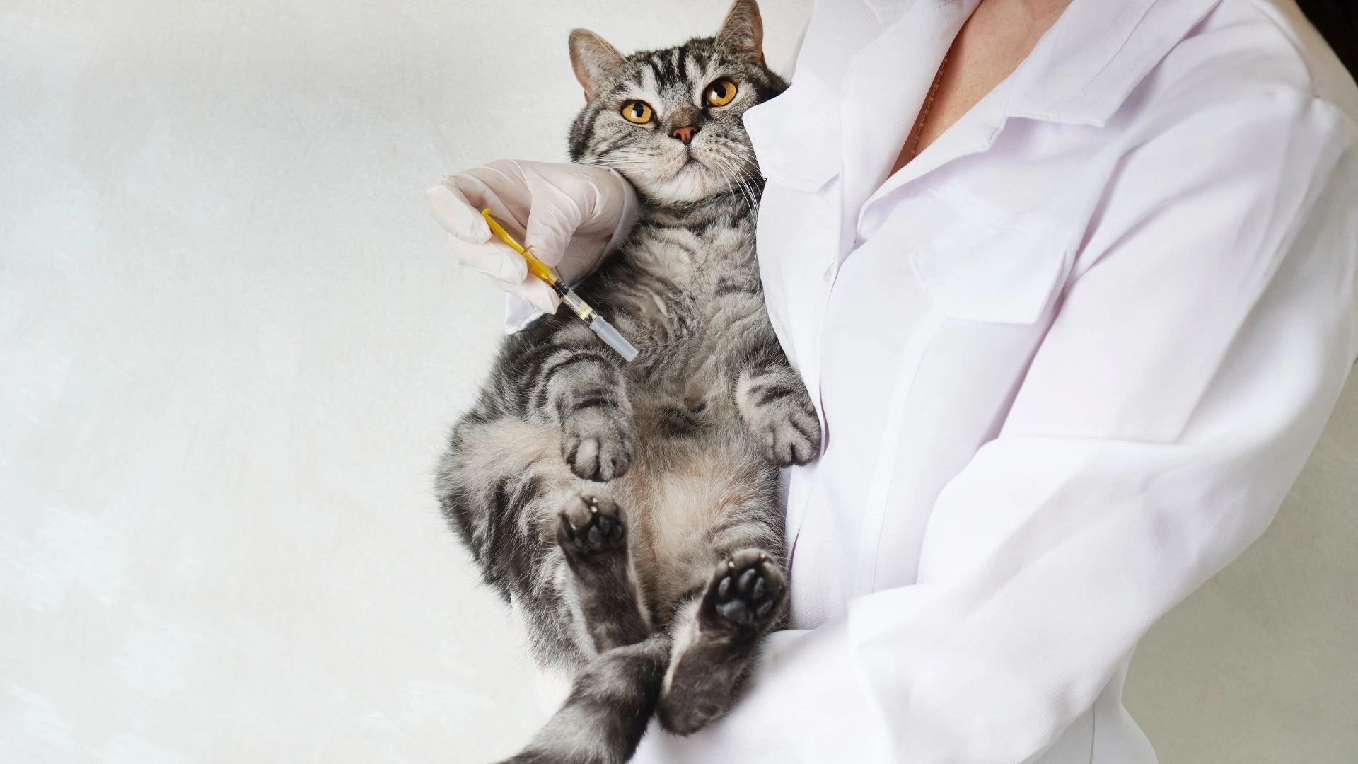 Panduan Vaksin Kucing: Apa Yang Anda Perlu Tahu