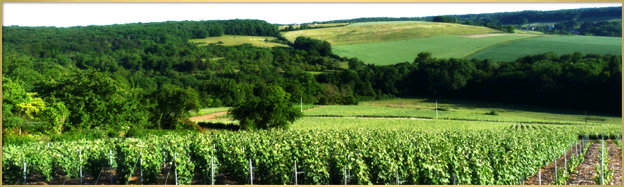 Champenois Vineyard in France