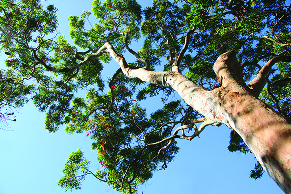 Gum tree canopy