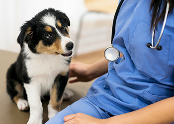 Vet Services - Duncraig