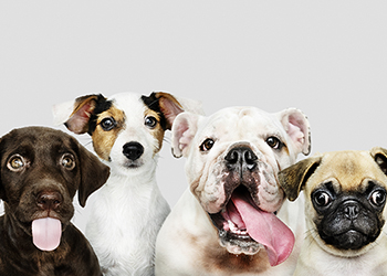 4 cute dogs sitting together