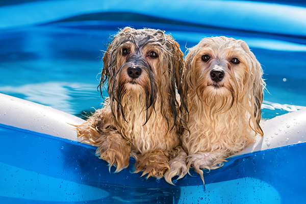 Dogs keeping cool in a paddling pool