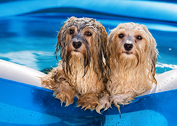 Dogs keeping cool in a paddling pool