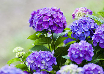 Hydrangea with beautiful purple flowers