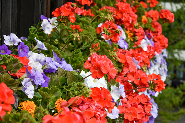 Garden bed full of colourful red pelargonium flowers