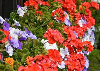 Garden bed full of colourful red pelargonium flowers