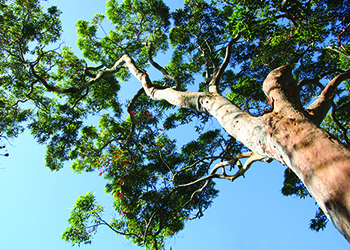 Gum tree canopy