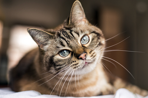 Tabby cat looking at you whilst lying down