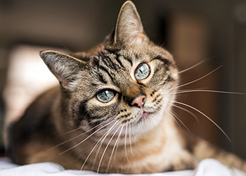 Tabby cat looking at you whilst lying down