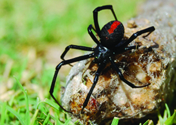 Redback spider Protector Pest Control