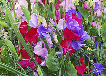 Colourful sweet peas