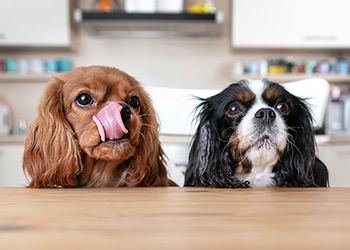 Two King Charles Spaniels hoping for food