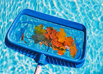 Pool cleaning scoop full of leaves
