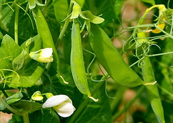 Pea pods growing on a vine