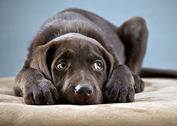 Scared dog on ottoman