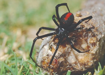 Redback spider Protector Pest Control