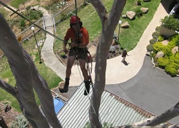 Paul Vickers from The Tree Firm - Tree Services