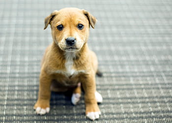 Dog sitting on a carpet