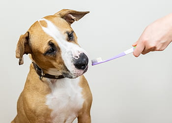 dog looking at a toothbrush