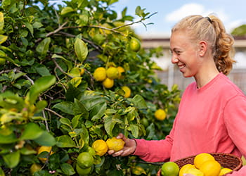 Young lady picking lemons from a tree in her backyard