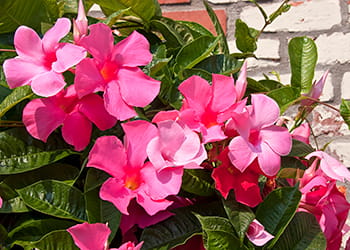Pink climbing Mandevilla plant