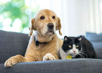 Cat and dog sitting on a sofa
