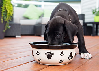 Puppy eating food from dog bowl