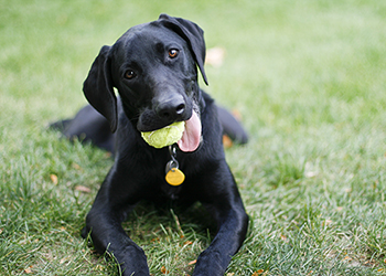 Black dog with a tennis ball in its mouth