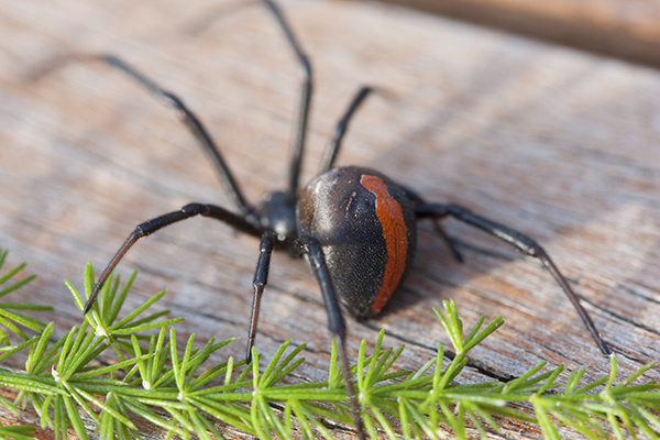 Do you have a redback spider hiding in your garden? | Little Aussie