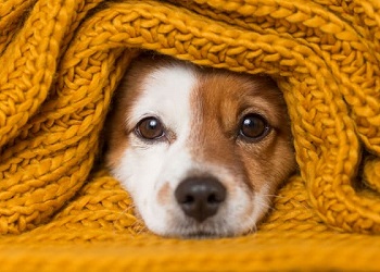 Dog Kennels - Stirling