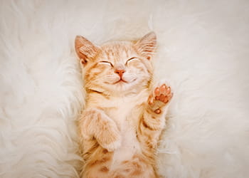 happy kitten lying on its back