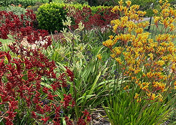 red and yellow kangaroo paws growing in a garden