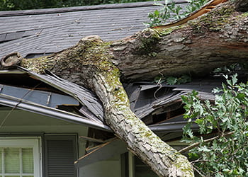 house roof crushed by fallen tree