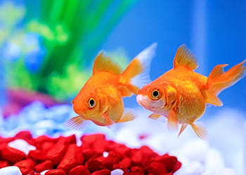 two goldfish in a colourful tank