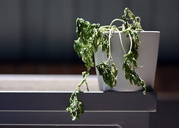 wilted houseplant in a white plant pot